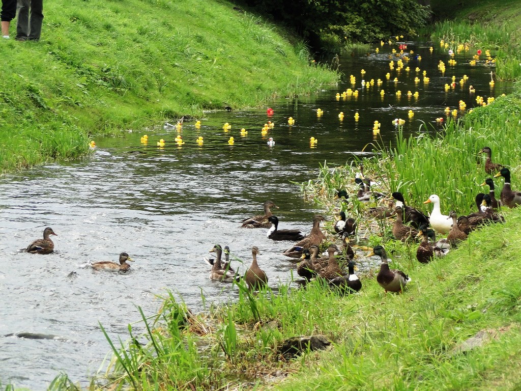 Skeptisch beäugen die Wildenten ihre Plastikkameraden