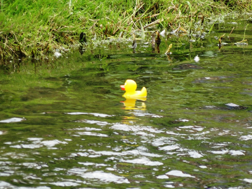 Eine Ente kann sich absetzen