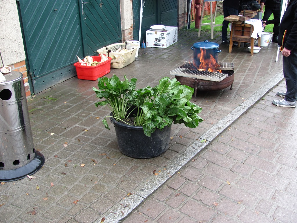 Die Rüben stehen bereit. Im Vordergrund die Rüben mit Blatt zur Anschauung.