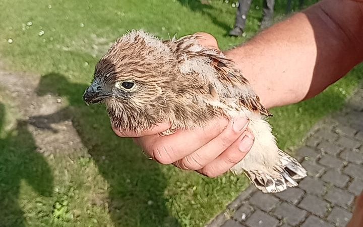 Kleiner Turmfalke aus seinem Nest gefallen
